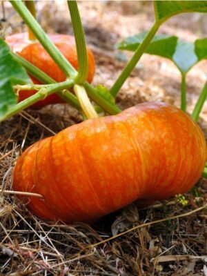 potiron-rouge-vif-etampes-1-potager-darmor Graines de potiron Rouge Vif d’Étampes – fruit rouge orangé aplati et côtelé