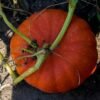 potiron-rouge-vif-etampes-2-potager-darmor Potiron Rouge Vif d’Étampes – gros fruit rouge orangé sur le plant