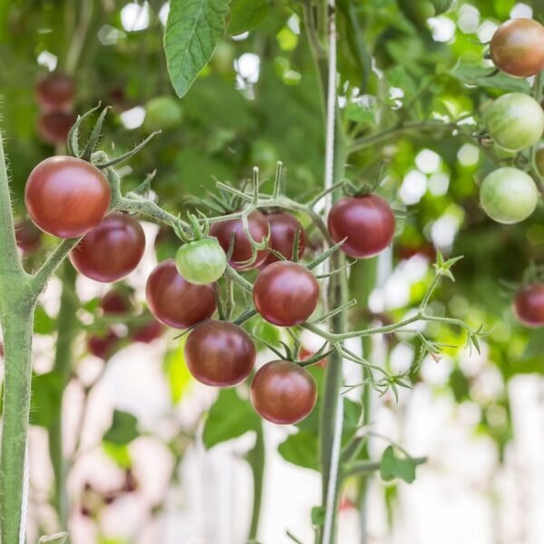 tomate-black-cherry-2-potager-darmor Tomate Black Cherry – grappes de tomates cerises sombres