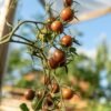 tomate-black-cherry-3-potager-darmor Tomate Black Cherry – fruits sombres sur le plant