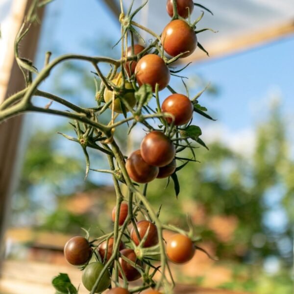 tomate-black-cherry-3-potager-darmor Tomate Black Cherry – fruits sombres sur le plant