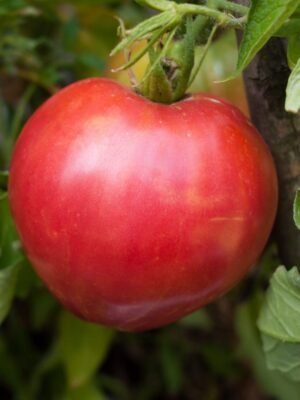 Graines de tomate Cœur de Bœuf Rose – gros fruit rose en forme de cœur