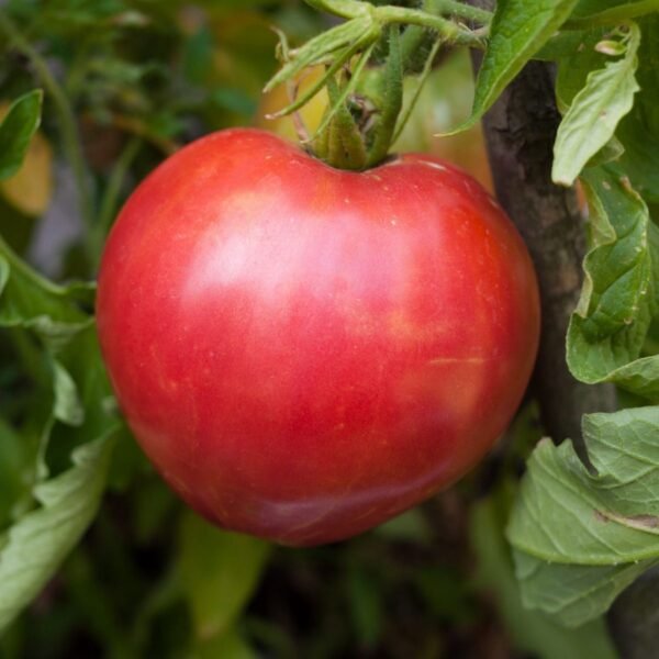 tomate-coeur-de-boeuf-rose-1-potager-darmor Graines de tomate Cœur de Bœuf Rose – gros fruit rose en forme de cœur