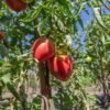 tomate-coeur-de-boeuf-rose-3-potager-darmor Tomate Cœur de Bœuf Rose – fruits sur le plant
