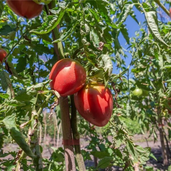 tomate-coeur-de-boeuf-rose-3-potager-darmor Tomate Cœur de Bœuf Rose – fruits sur le plant