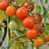 tomate-délice-du-jardinier-1-potager-darmor Graines de tomate Délice du Jardinier – tomates cerises rouges en grappe