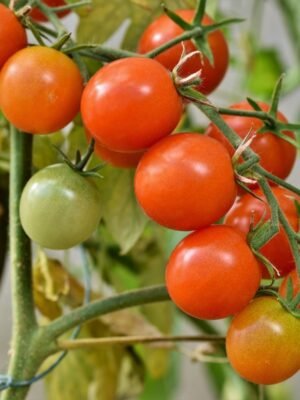Graines de tomate Délice du Jardinier – tomates cerises rouges en grappe