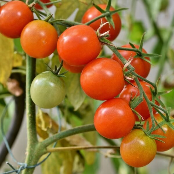 tomate-délice-du-jardinier-1-potager-darmor Graines de tomate Délice du Jardinier – tomates cerises rouges en grappe