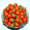 tomate-délice-du-jardinier-2-potager-darmor Tomate Délice du Jardinier – récolte de petits fruits rouges