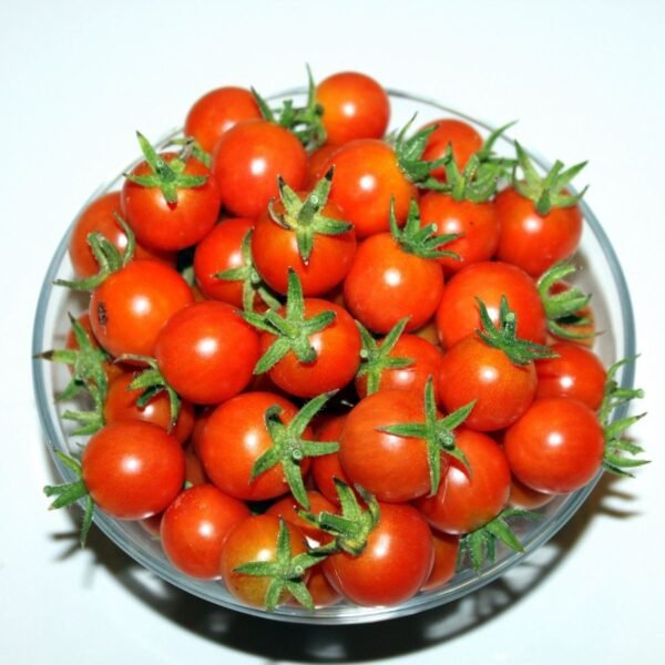 tomate-délice-du-jardinier-2-potager-darmor Tomate Délice du Jardinier – récolte de petits fruits rouges