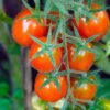 tomate-délice-du-jardinier-3-potager-darmor Tomate Délice du Jardinier – grappe de tomates cerises rouges