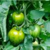 Graines de tomate Green Zebra – fruits verts zébrés sur le plant