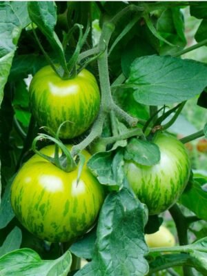 Graines de tomate Green Zebra – fruits verts zébrés sur le plant