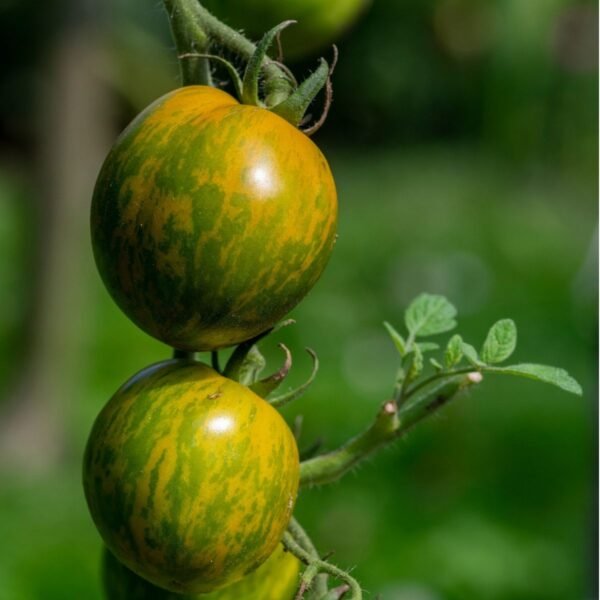 Tomate Green Zebra mûre – fruits verts et jaune doré