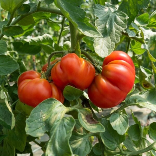 Tomates Marmande VR mûres sur un plant au potager