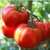 Fruits rouges de tomate Marmande VR sur le plant