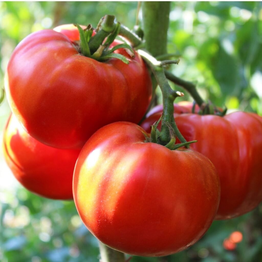 Fruits rouges de tomate Marmande VR sur le plant