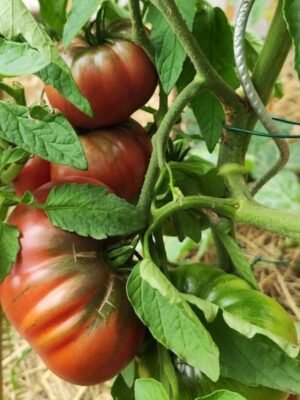 Graines de tomate Noire de Crimée reproductibles