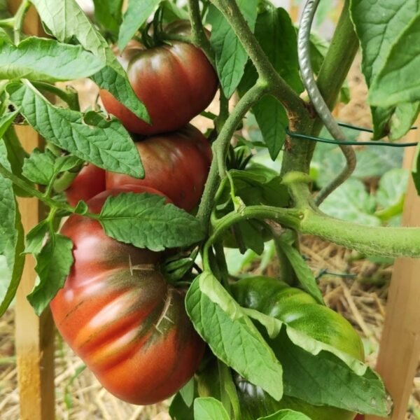 tomate-noire-de-crimee-2-potager-darmor Graines de tomate Noire de Crimée reproductibles