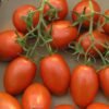 tomate-roma-vf-1-potager-darmor Graines de tomate Roma VF – fruits rouges allongés et charnus