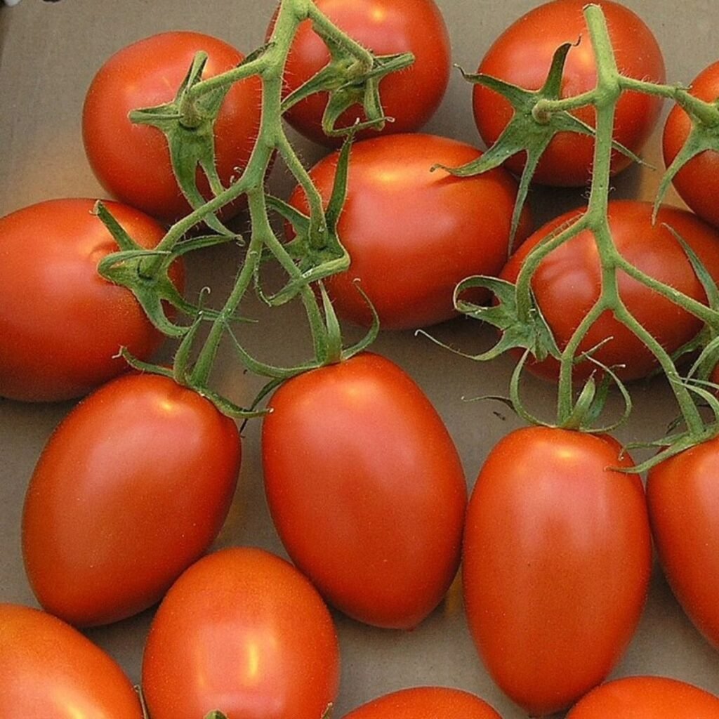Graines de tomate Roma VF – fruits rouges allongés et charnus