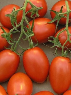 Graines de tomate Roma VF – fruits rouges allongés et charnus