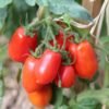 tomate-roma-vf-2-potager-darmor Tomate Roma VF – grappe de fruits rouges sur le plant