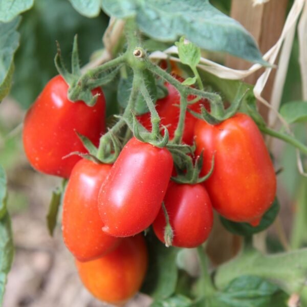 tomate-roma-vf-2-potager-darmor Tomate Roma VF – grappe de fruits rouges sur le plant