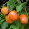 tomate-roma-vf-3-potager-darmor Tomate Roma VF – Graines reproductibles