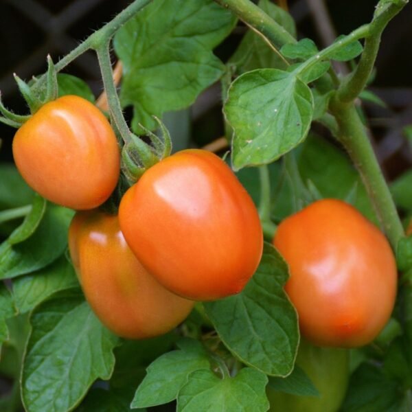 tomate-roma-vf-3-potager-darmor Tomate Roma VF – Graines reproductibles