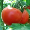 tomate-saint-pierre-1-potager-darmor Graines de tomate Saint-Pierre – fruits rouges sur le plant