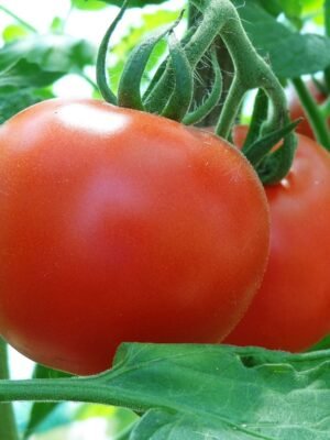 Graines de tomate Saint-Pierre – fruits rouges sur le plant