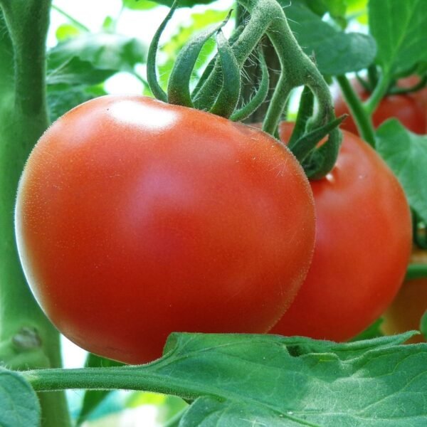 tomate-saint-pierre-1-potager-darmor Graines de tomate Saint-Pierre – fruits rouges sur le plant