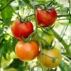 tomate-saint-pierre-2-potager-darmor Tomate Saint-Pierre – grappe de fruits en cours de maturation