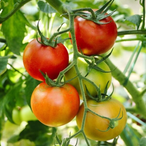 tomate-saint-pierre-2-potager-darmor Tomate Saint-Pierre – grappe de fruits en cours de maturation