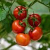 tomate-tamina-1-potager-darmor Graines de tomate Tamina – fruits rouges sur le plant