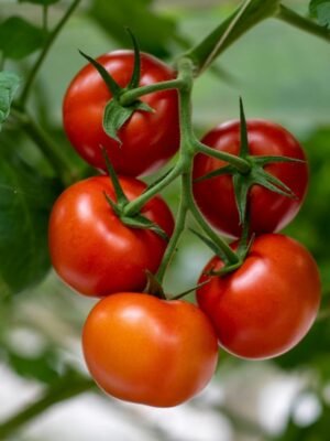 Graines de tomate Tamina – fruits rouges sur le plant