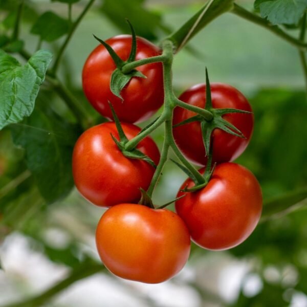 tomate-tamina-1-potager-darmor Graines de tomate Tamina – fruits rouges sur le plant