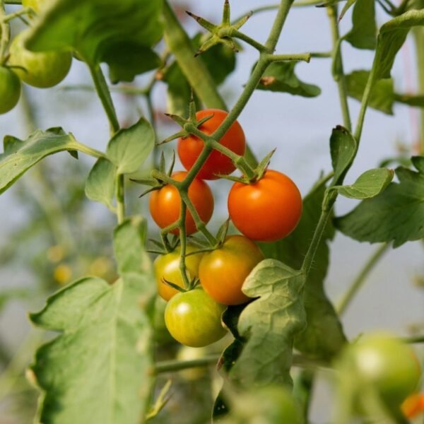 tomate-tamina-3-potager-darmor Tomate Tamina – fruits à différents stades de maturation