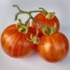 tomate-tigerella-1-potager-darmor Graines de tomate Tigerella – fruits rouges striés d’orange