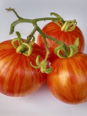Graines de tomate Tigerella – fruits rouges striés d’orange