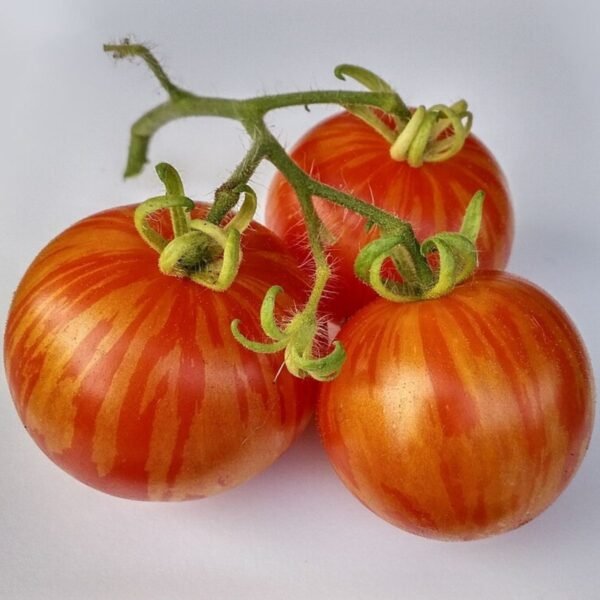 tomate-tigerella-1-potager-darmor Graines de tomate Tigerella – fruits rouges striés d’orange