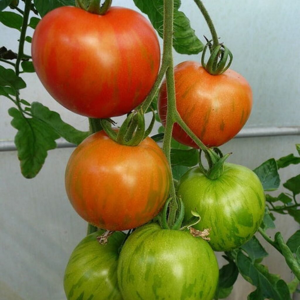 Tomate Tigerella – fruits à différents stades de maturation