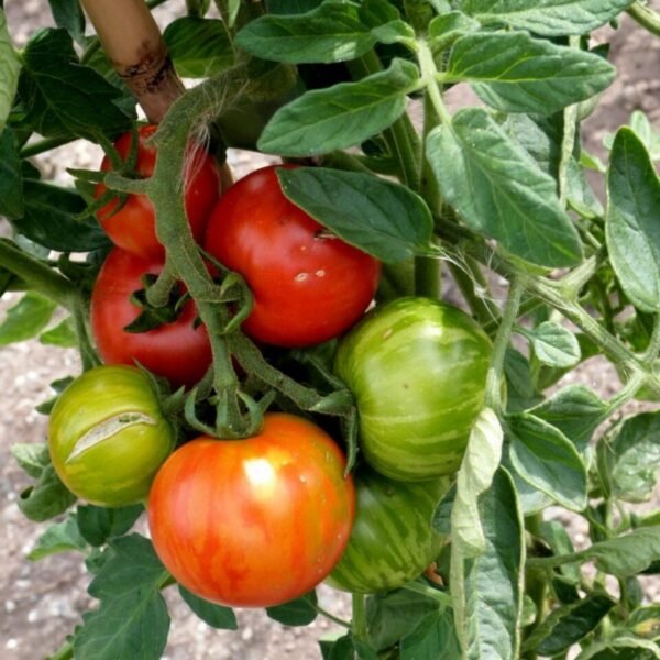 tomate-tigerella-3-potager-darmor Tomate Tigerella – fruits striés sur le plant