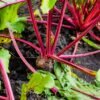 Betterave Chioggia – culture de la betterave au potager
