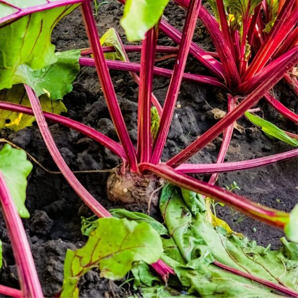 Betterave Chioggia – culture de la betterave au potager