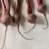 betterave-detroit-2-2-potager-darmor Betterave Detroit 2 – betteraves fraîchement récoltées