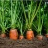 carotte-amsterdam-2-3-potager-darmor Carotte Amsterdam 2 – jeunes carottes en cours de croissance
