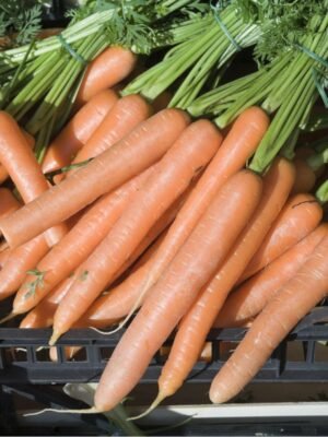 carotte-nantes-2-1-potager-darmor Graines de carotte Nantes 2 – carottes cylindriques et orange récoltées