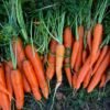 carotte-touchon-1-potager-darmor Graines de carotte Touchon – carottes orange récoltées au potager